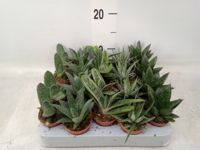 <h4>Aloe   ...mix</h4>