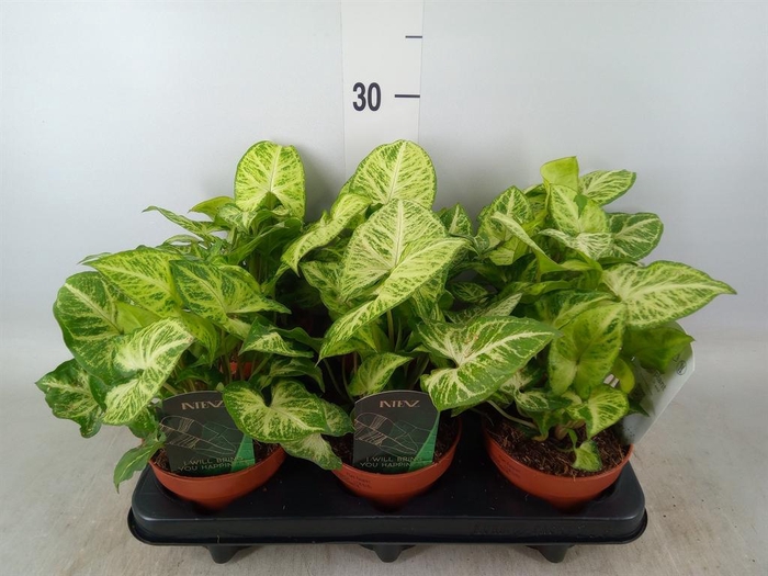 <h4>Syngonium 'Arrow'</h4>