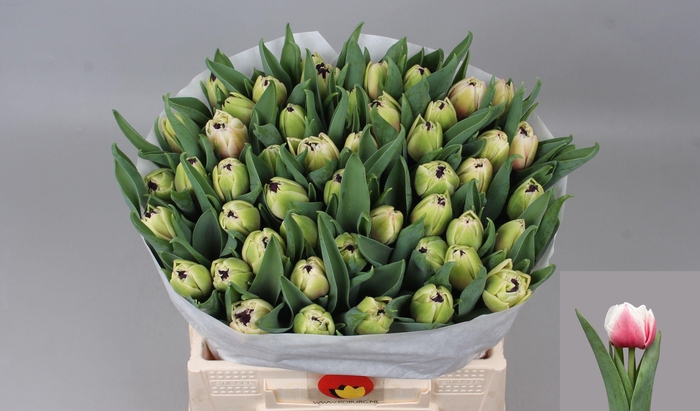 <h4>TU DU SAMBUCA</h4>