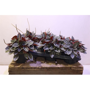 arr8 Pep Ca Santorini