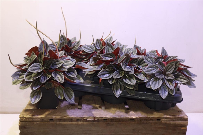 <h4>arr8 Pep Ca Santorini</h4>