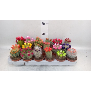 Cactus   ...decorated