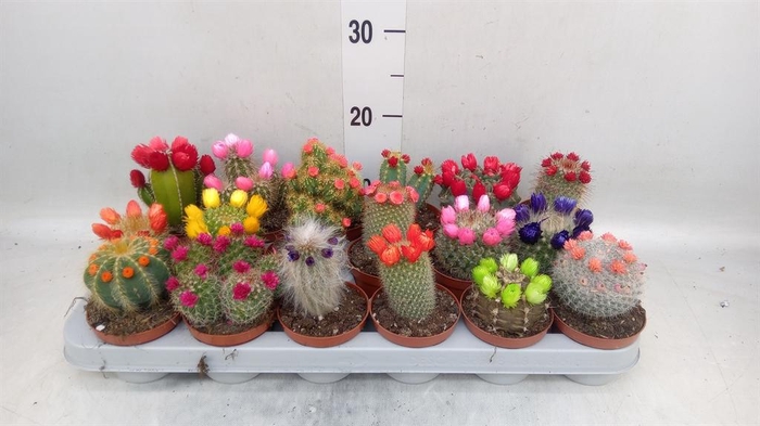 <h4>Cactus   ...decorated</h4>