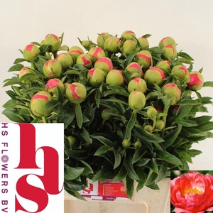 PAEO CORAL SUNSET
