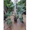 Monstera deliciosa
