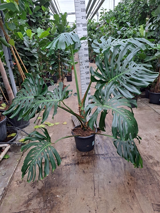 <h4>Monstera deliciosa</h4>