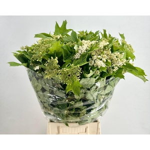 Viburnum Compactum Flowering