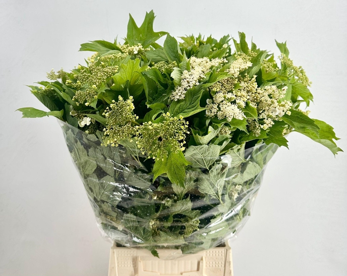 <h4>Viburnum Compactum Flowering</h4>