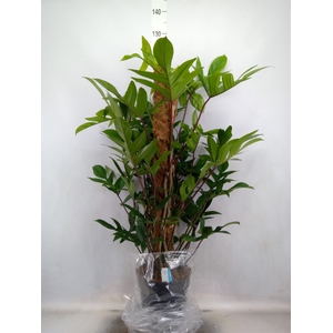 Philodendron pedatum