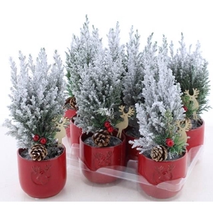 Chamaecyparis law. Ellwoodii 10Ø 30cm