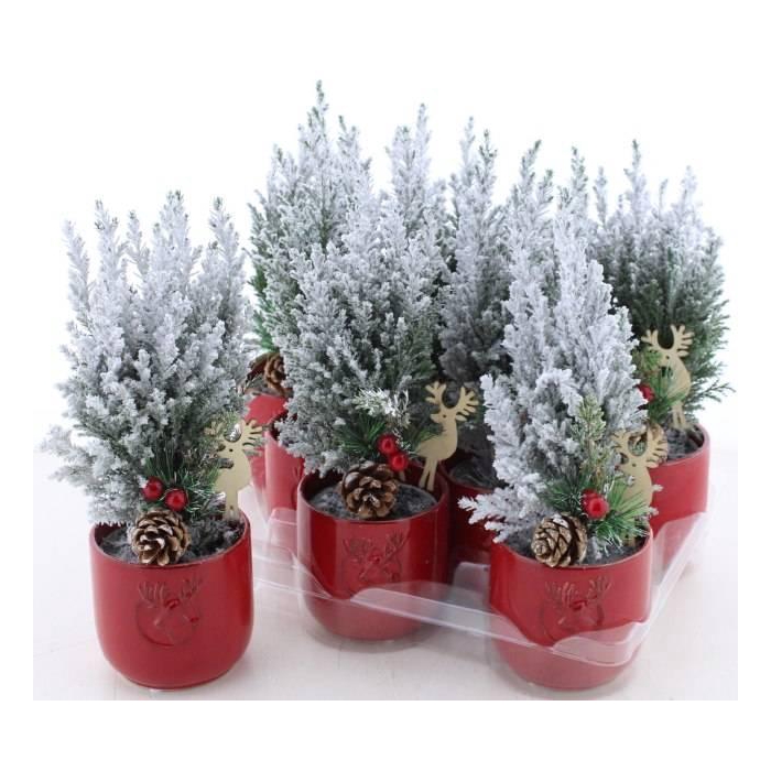 <h4>Chamaecyparis law. Ellwoodii 10Ø 30cm</h4>