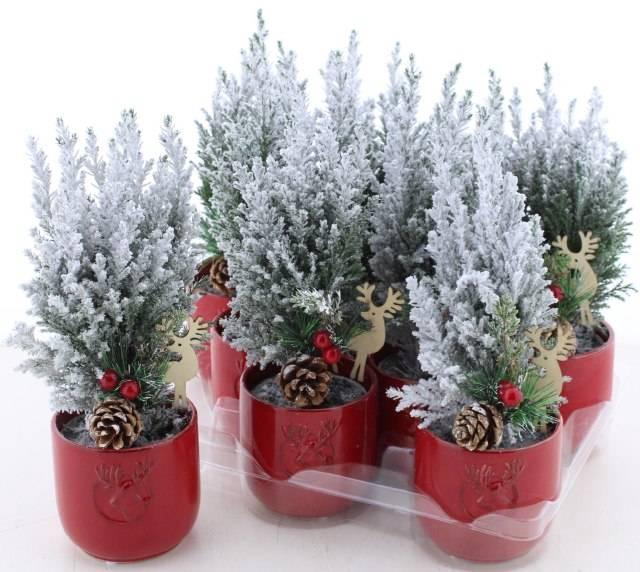 Chamaecyparis law. Ellwoodii 10Ø 30cm