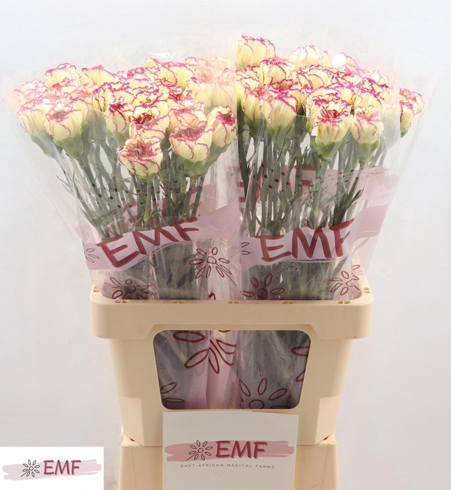 <h4>DI ST FLOUNDER+</h4>