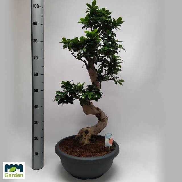 <h4>FIC MI GINSENG</h4>