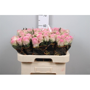 R Gr Brigitte Bardot