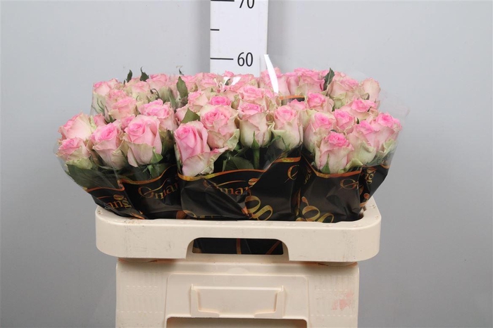 <h4>R Gr Brigitte Bardot</h4>