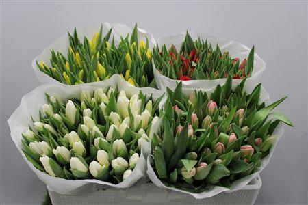 <h4>Tu En Ov 4 Kleuren</h4>