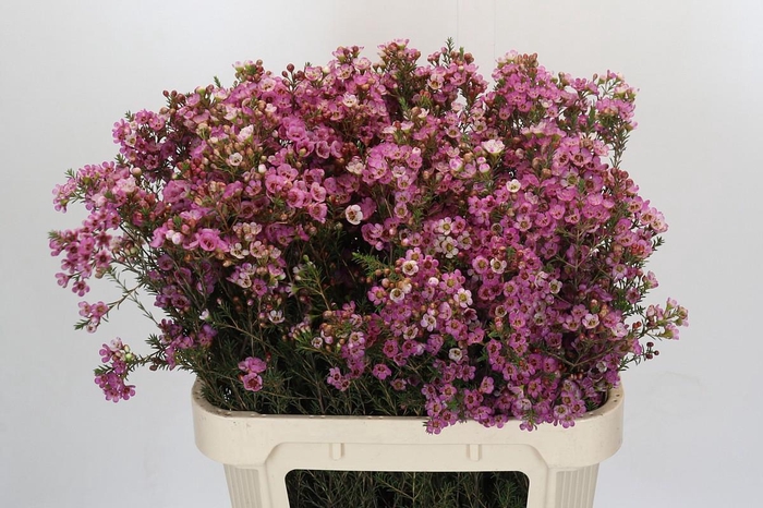 <h4>Chamelaucium Adi</h4>