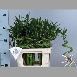 Drac Lucky Bamboo