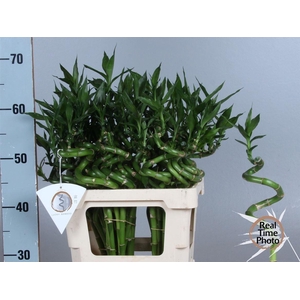 Drac Lucky Bamboo
