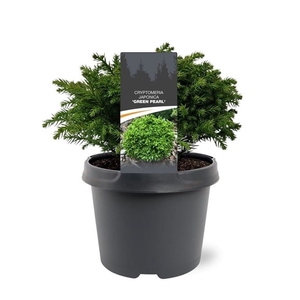 Cryptomeria jap. 'Green Pearl' 20-25 C3
