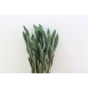 Dried Setaria Frosted Blue Bunch