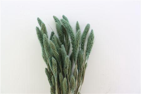 <h4>Dried Setaria Frosted Blue Bunch</h4>