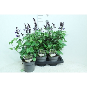 SALVIA LAKE ONEG IMP