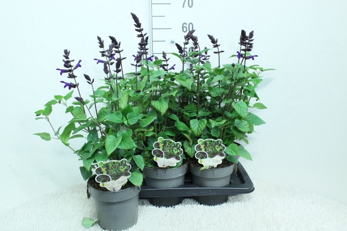 <h4>SALVIA LAKE ONEG IMP</h4>