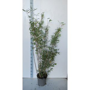 Fargesia 'Viking' - P27