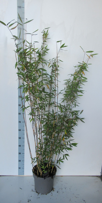 <h4>Fargesia 'Viking' - P27</h4>