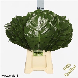 MONSTERA 60cm