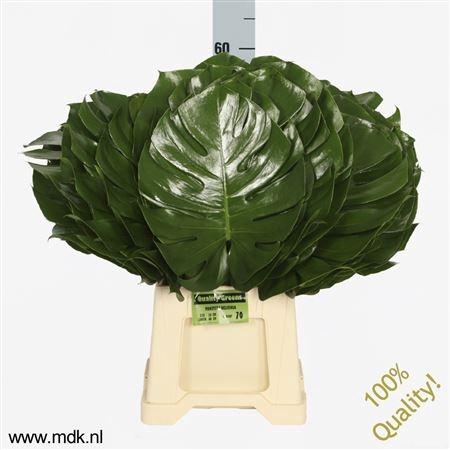 <h4>MONSTERA BLAD</h4>