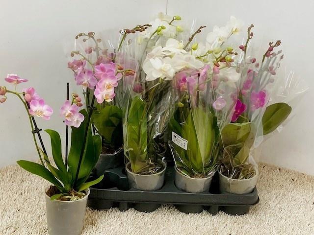 <h4>PHAL GEM 6 KL</h4>