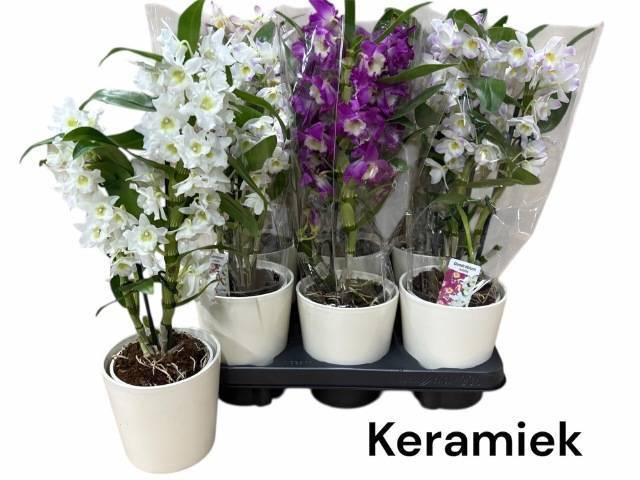 <h4>DENDR N GEM</h4>