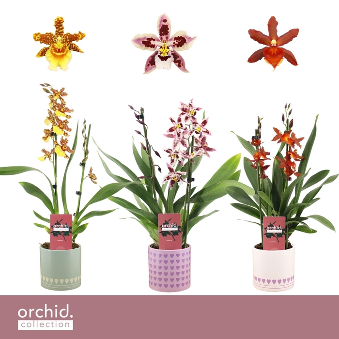 <h4>Cambria, Mix 2-spike in Horizon Love 'Orchid Collection'</h4>