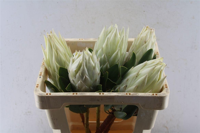 <h4>PROTEA CYNAROIDES</h4>