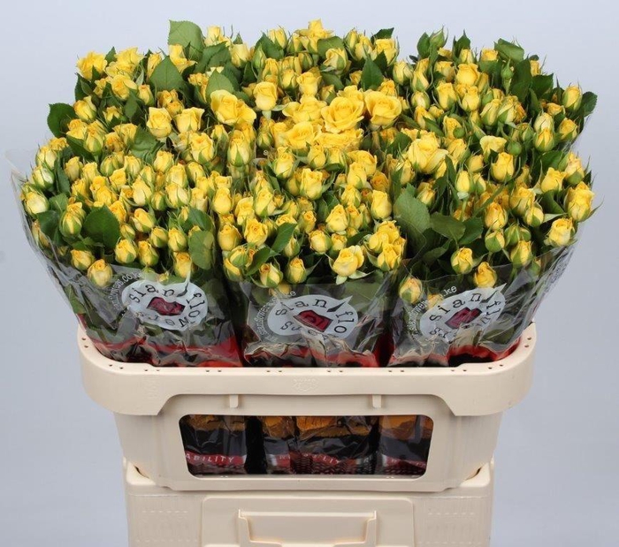 <h4>R TR YELLOW BABE</h4>