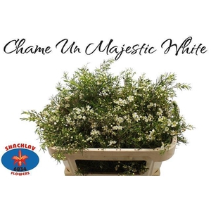 CHAME UN MAJEST WHIT