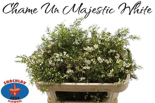 <h4>CHAME UN MAJEST WHIT</h4>