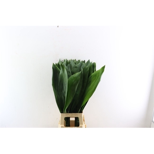 Aspidistra 90cm