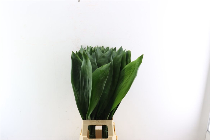 <h4>Aspidistra 90cm</h4>