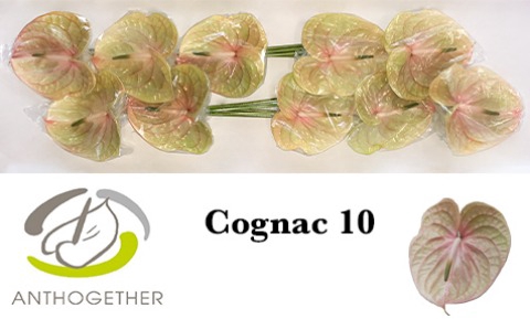 <h4>ANTH A COGNAC 10 622</h4>