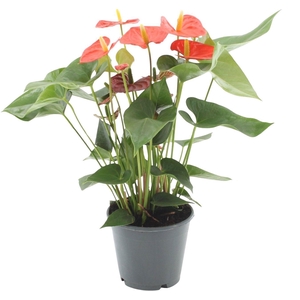 Anthurium 14 cm Sierra Orange in transparant sleeve