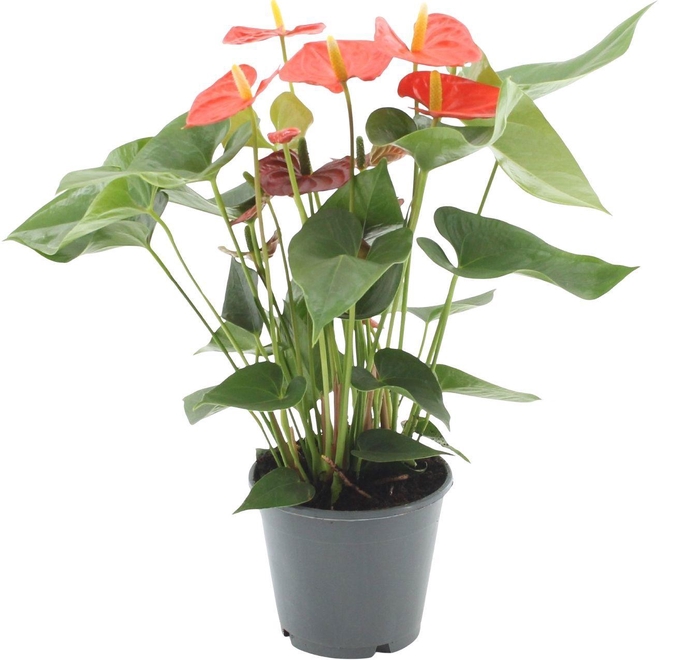 <h4>Anthurium 14 cm Sierra Orange in transparant sleeve</h4>