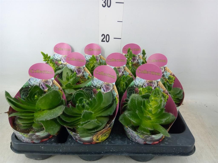 <h4>Crassula   ...</h4>