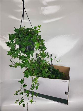 <h4>Hed He Jacobine</h4>