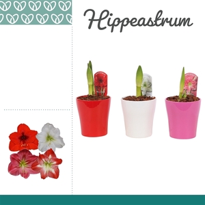 Hippeastrum Mix 1 Knop in Ompot Amy