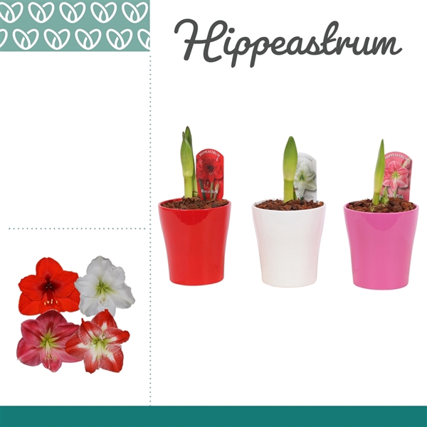 <h4>Hippeastrum Mix 1 Knop in Ompot Amy</h4>