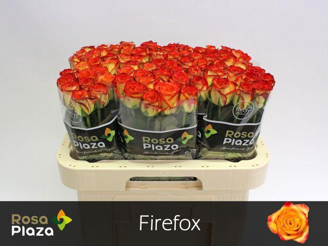 <h4>R GR FIREFOX</h4>